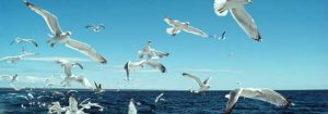 Photo of seagulls flying over water