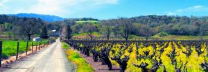 Photo of a Sonoma county road with old vine vineyards and mustard flowers