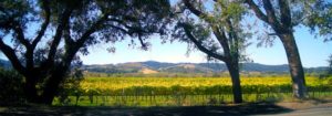 Photo of Oak trees and vineyards in Sonoma County, Ca