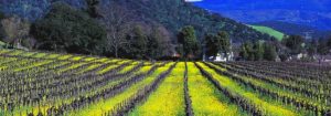 Photo of a vineyard with mustard flowers in Napa County